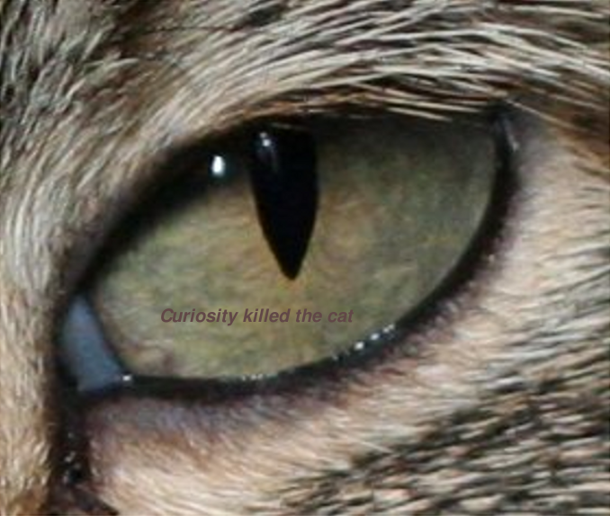 Cat pupil